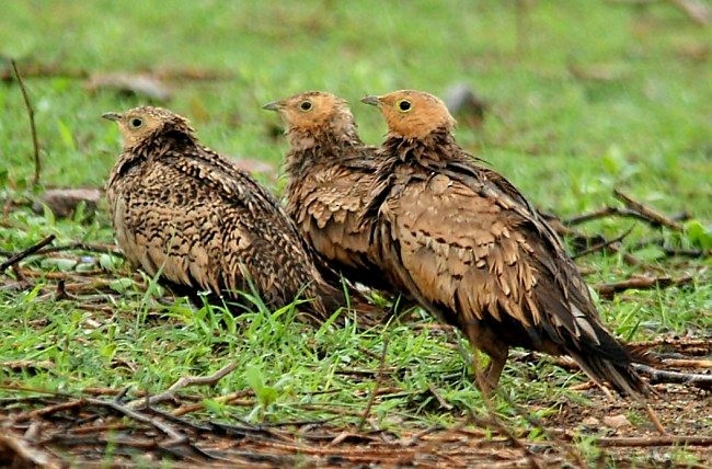 Chestnut-bellied Sandgrouse (Asian) - ML379155751