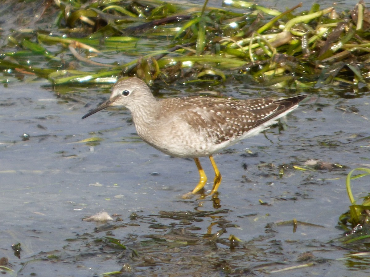 Lesser Yellowlegs - ML379156031