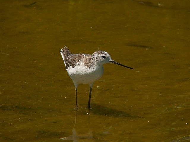 Marsh Sandpiper - ML379157381