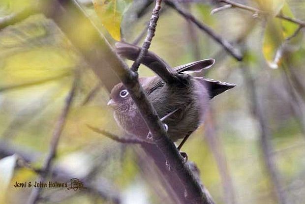 Spectacled Parrotbill - ML379157741