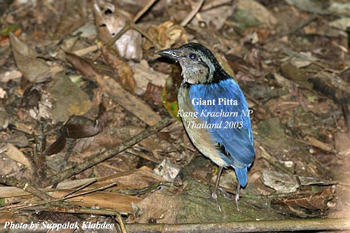 Giant Pitta - ML379157771