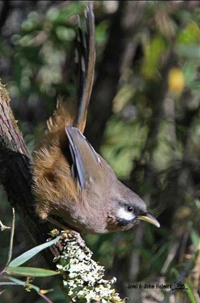 Snowy-cheeked Laughingthrush - ML379157871