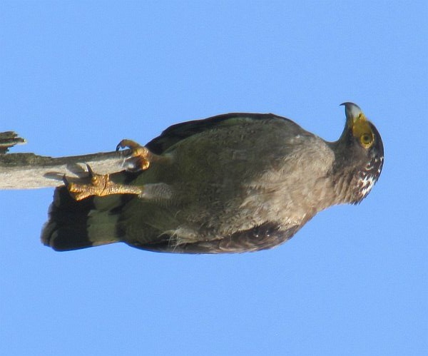 orlík chocholatý - ML379158181