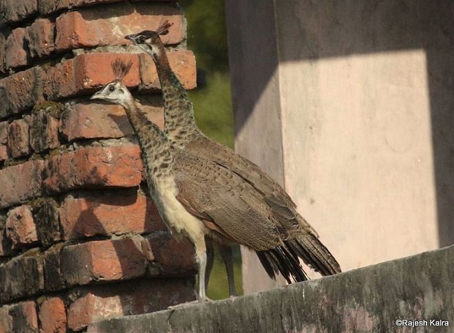 Indian Peafowl - ML379158291