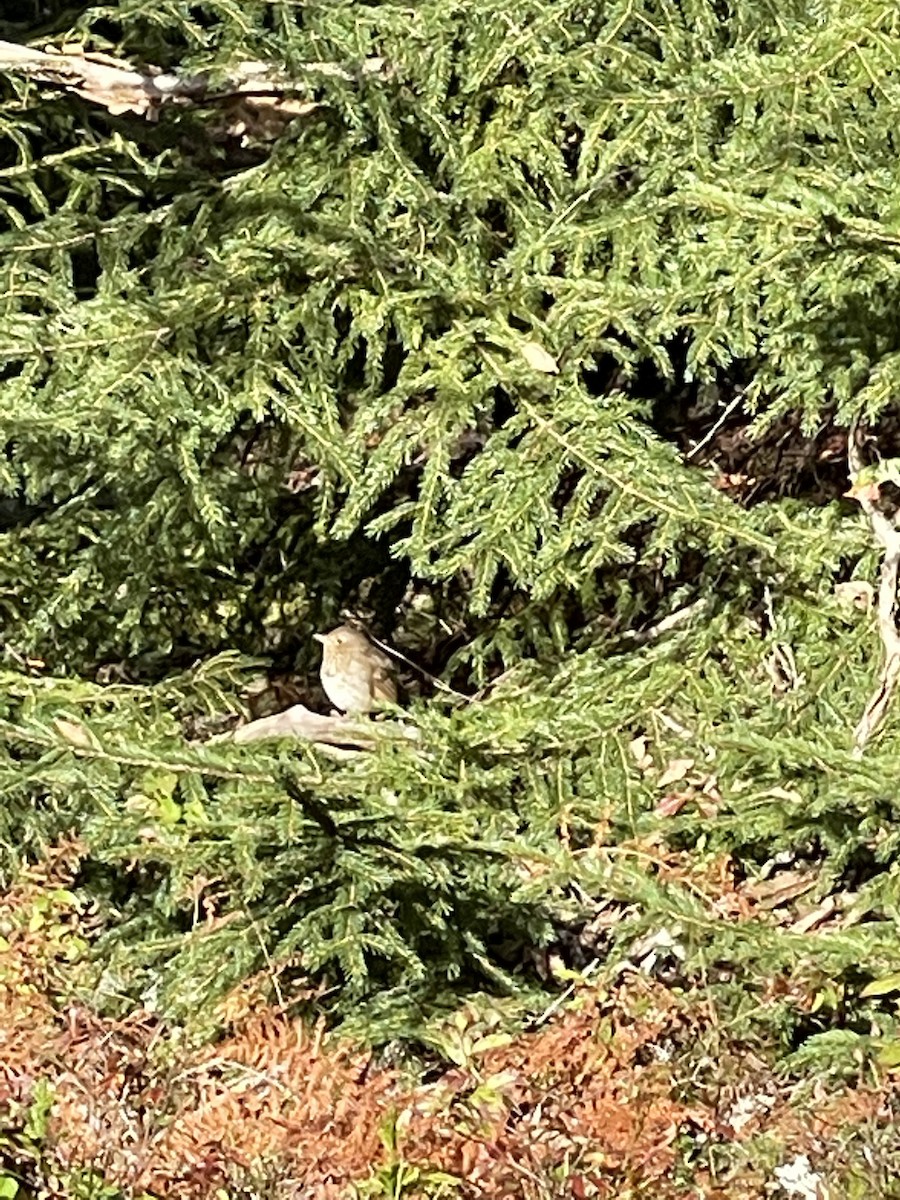 Gray-cheeked Thrush - ML379158341