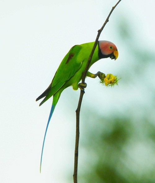 Blossom-headed Parakeet - Gerard Brett