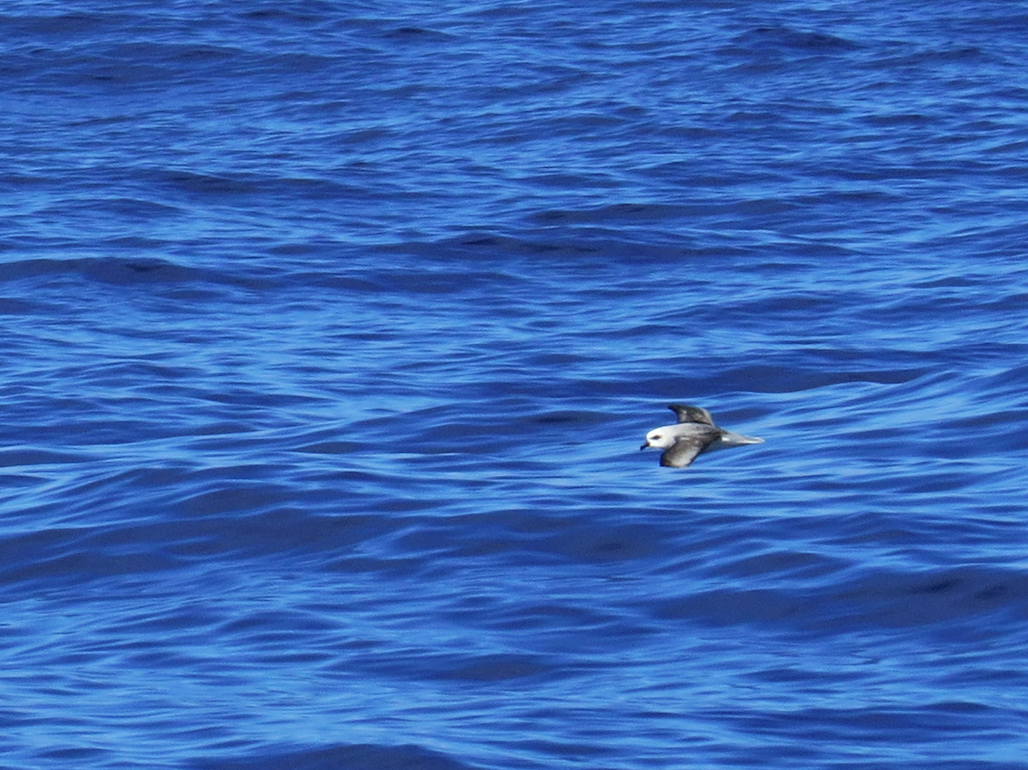 White-headed Petrel - Elliot Leach