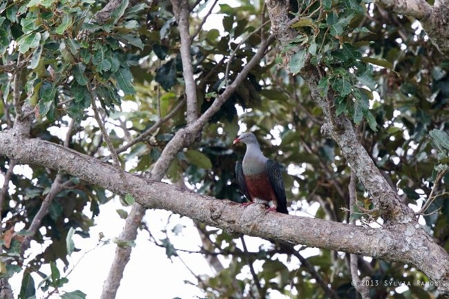 Spotted Imperial-Pigeon - ML379159501