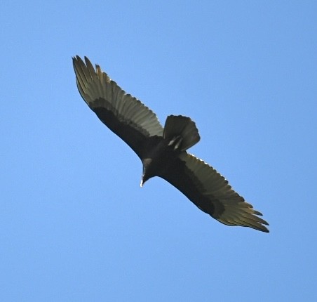 Turkey Vulture - Lorena Siqueira