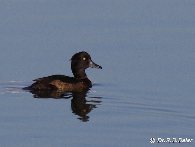 Tufted Duck - Dr. Raghavji Balar