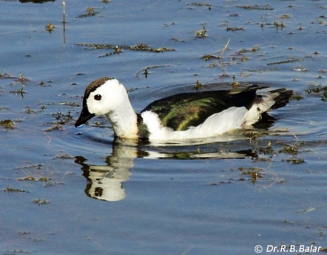 Cotton Pygmy-Goose - Dr. Raghavji Balar