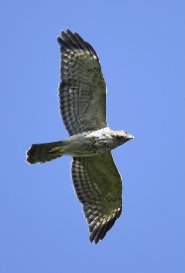 Red-shouldered Hawk - ML379160141