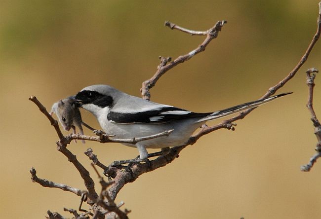 Great Gray Shrike (Indian) - Alok Bhave