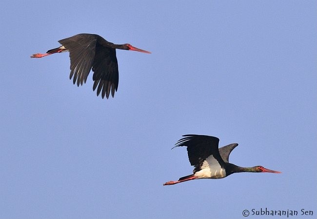 Black Stork - Subharanjan Sen