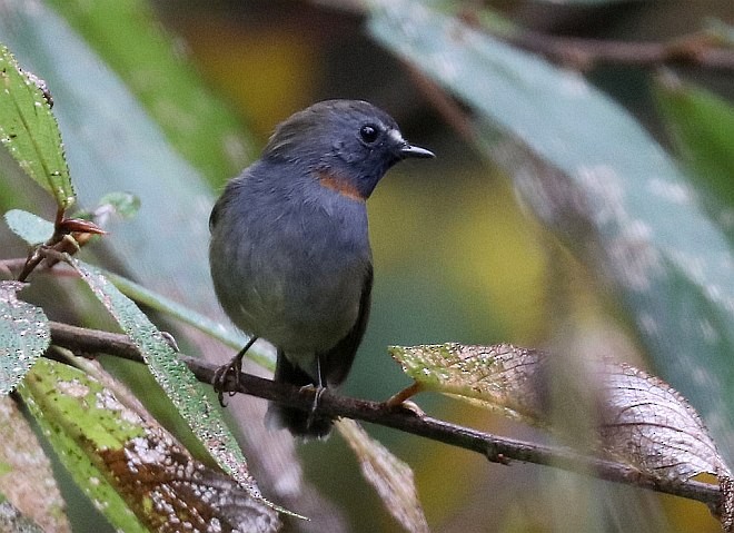 Rufous-gorgeted Flycatcher - ML379160961