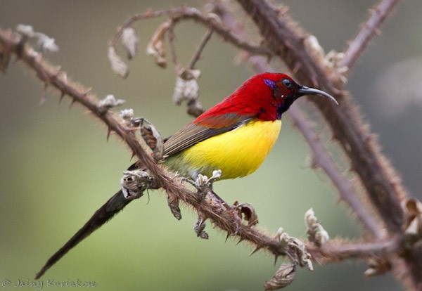 Mrs. Gould's Sunbird (Yellow-breasted) - ML379161211