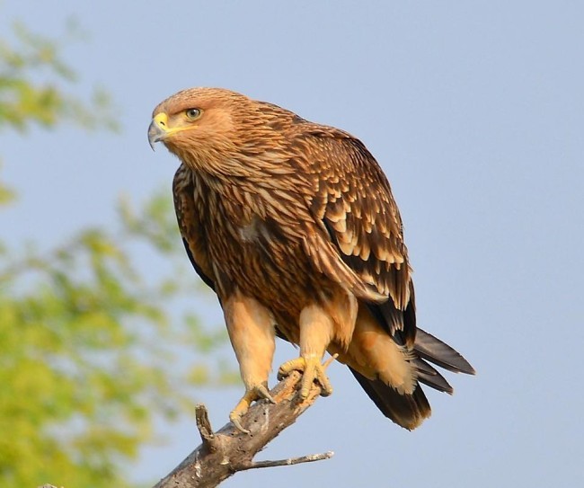 orel královský - ML379161551