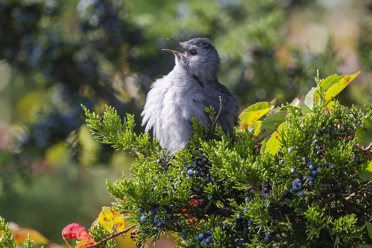 Gray Catbird - ML379161761