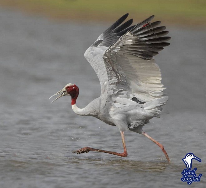 Sarus Crane - ML379161911