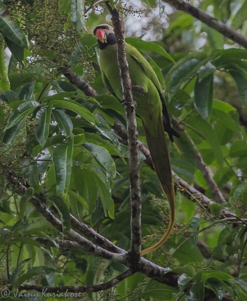 Nicobar Parakeet - Jainy Kuriakose