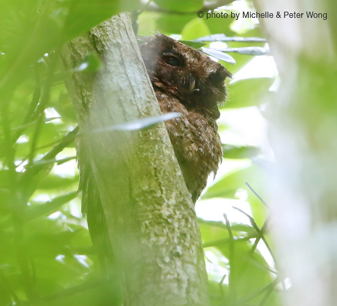 Japanese Scops-Owl - ML379162041