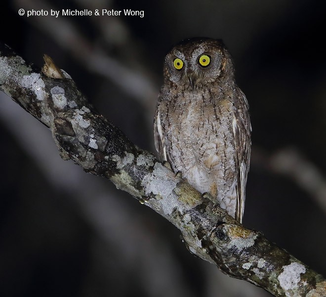 Ryukyu Scops-Owl - ML379162151