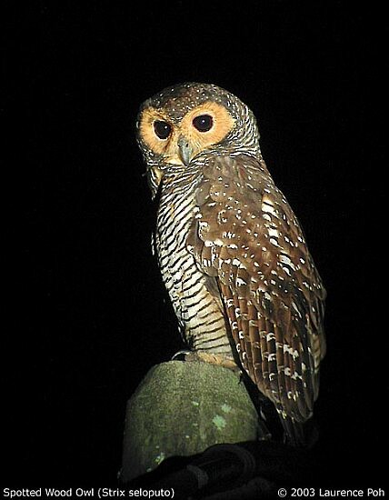 Spotted Wood-Owl - ML379162381