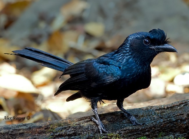 Drongo à raquettes - ML379163091