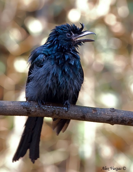 Greater Racket-tailed Drongo - ML379163101