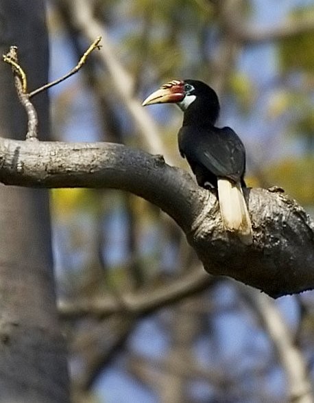 Narcondam Hornbill - ML379163481