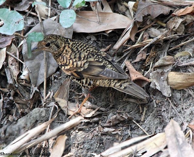 Zorzal Escamoso (del Himalaya) - ML379163991