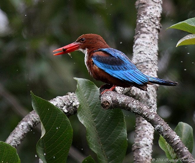 White-throated Kingfisher - ML379164711