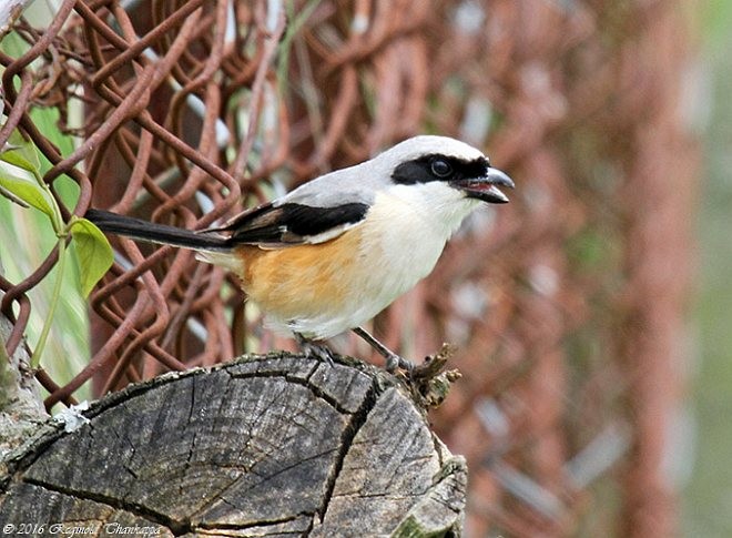 Pie-grièche schach (erythronotus/caniceps) - ML379164741
