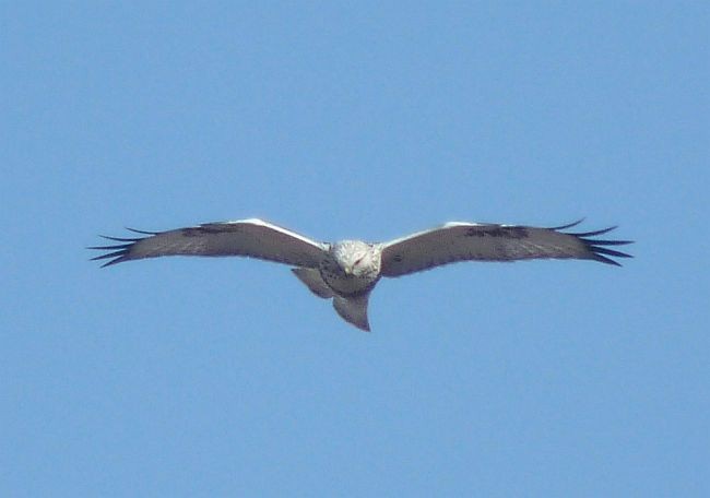 Rough-legged Hawk - Brian M Ivon Jones