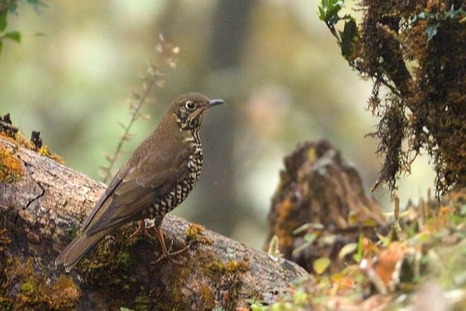 Alpine Thrush - ML379165141