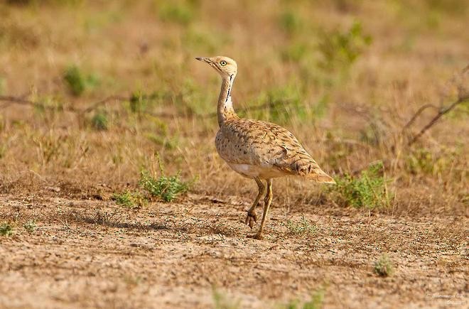Asian Houbara - ML379165171