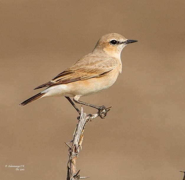 Isabelline Wheatear - ML379165181