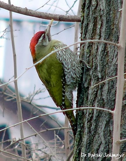 Scaly-bellied Woodpecker - ML379165531