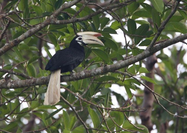Palawan Hornbill - ML379165621
