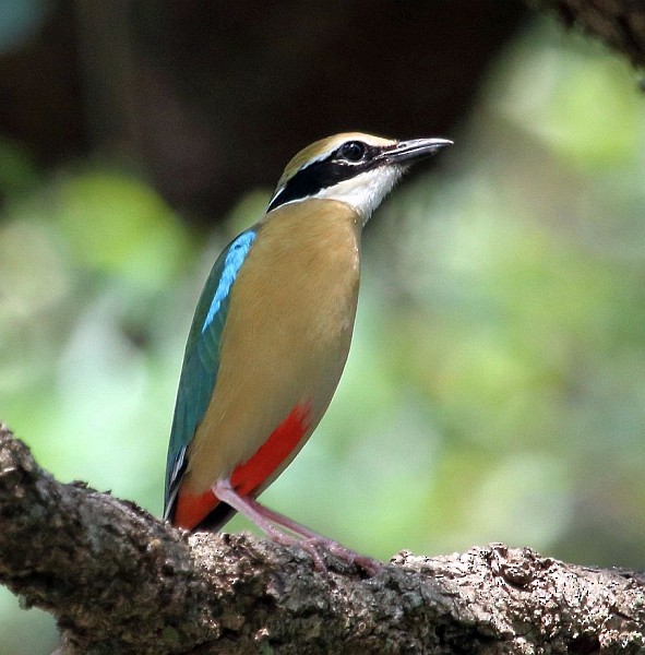 Indian Pitta - ML379165891