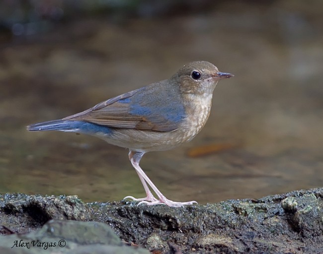 Siberian Blue Robin - ML379166111