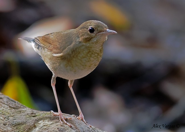 Siberian Blue Robin - ML379166121