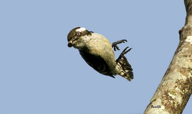Brown-capped Pygmy Woodpecker - ML379166201