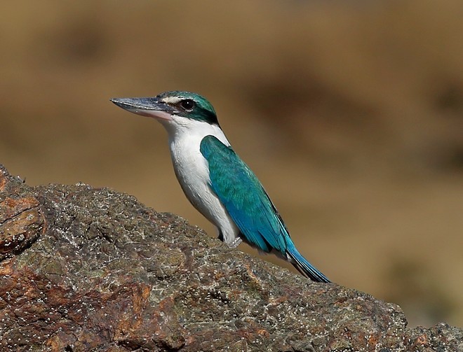 Collared Kingfisher (Oriental) - Manjusha Savant