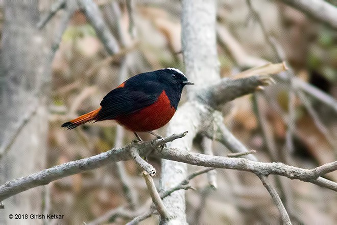 White-capped Redstart - ML379166571