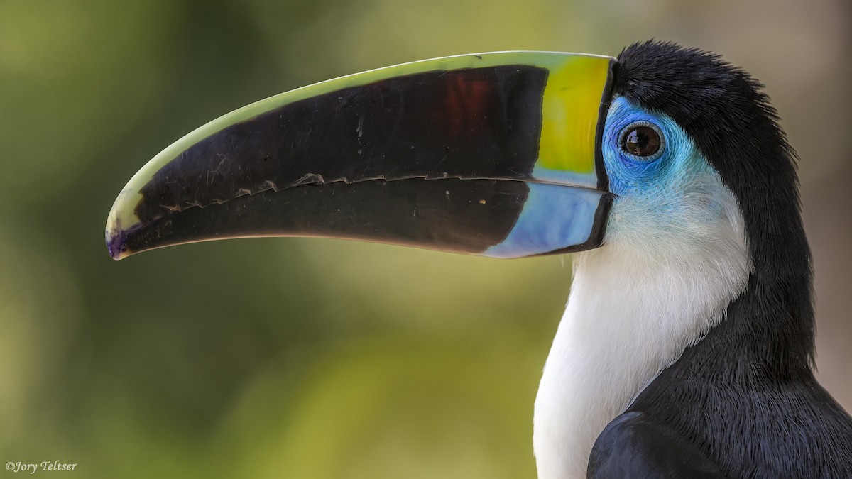 White-throated Toucan - ML379166721