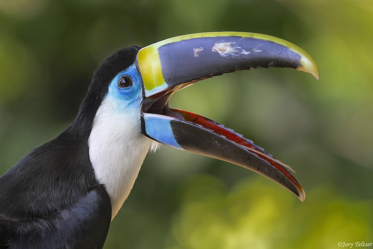 White-throated Toucan - ML379166731