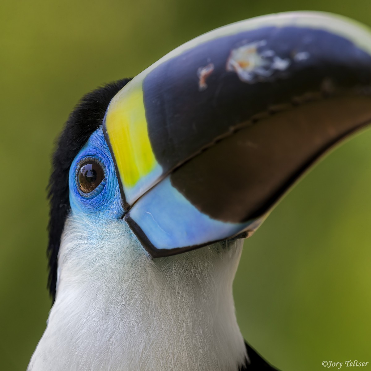 White-throated Toucan - ML379166741