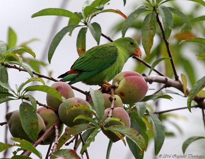 Vernal Hanging-Parrot - Reginold Thankappa