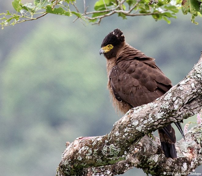 Crested Serpent-Eagle (Crested) - Reginold Thankappa